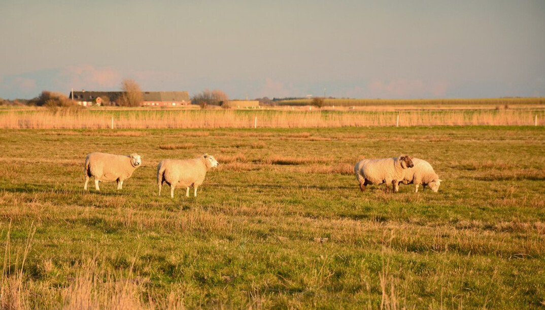 family on danish farm